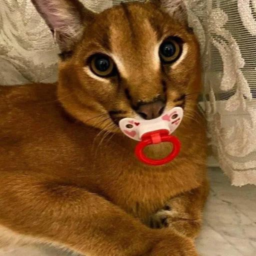 cat cat animal mammal