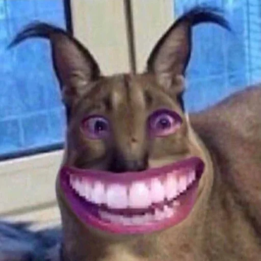 animal animal mammal cat