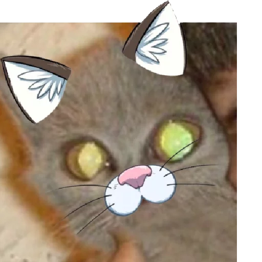 кошка кошка животное домашняя кошка