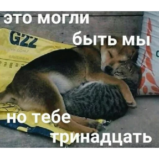 СМС СМС млекопитающее животное