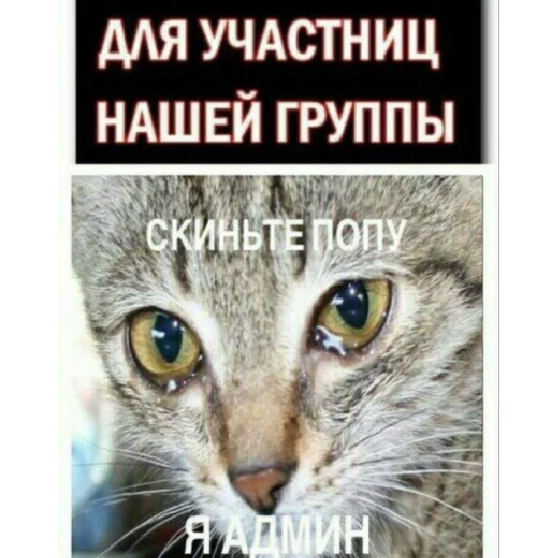 СМС СМС животное кошка