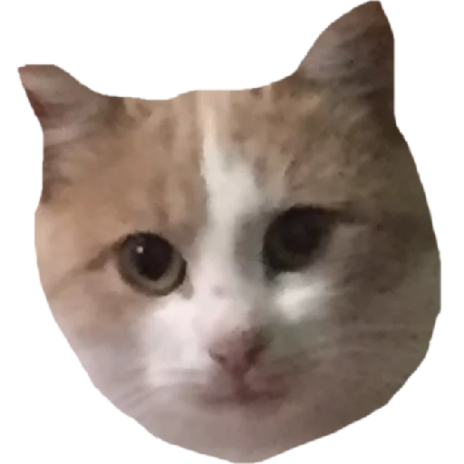 кошка кошка животное кошки малого и среднего размера