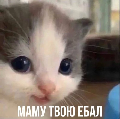 кіт hehe by @txxxic :: @fStikBot кіт hehe by @txxxic :: @fStikBot - кошка