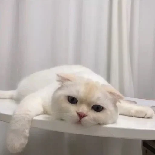 Стикер Что попало by @fStikBot - 4