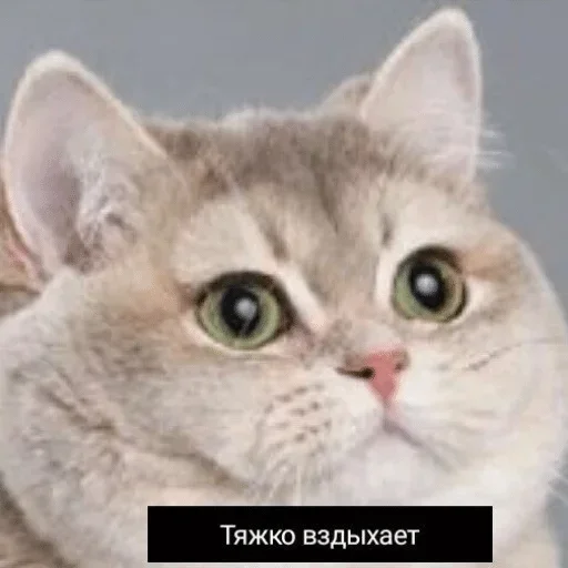 Стикер Что попало by @fStikBot - 2