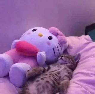 Стикер Котики → @hh_cat - 10