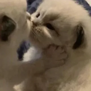 Стикер Котики → @hh_cat - 8