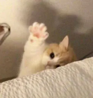Стикер Котики → @hh_cat - 6
