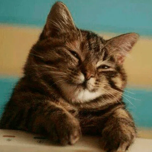 animal animal mammal cat