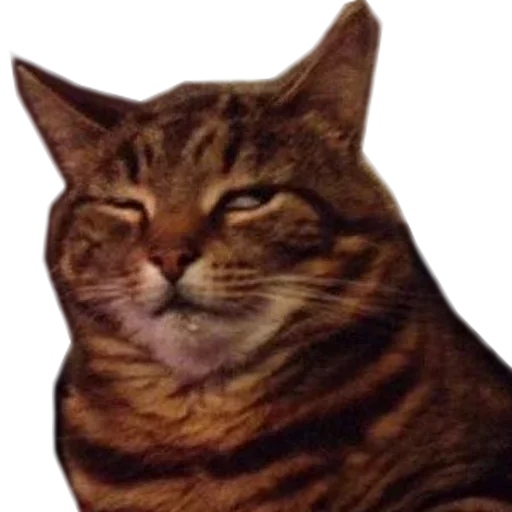 mammal mammal animal cat