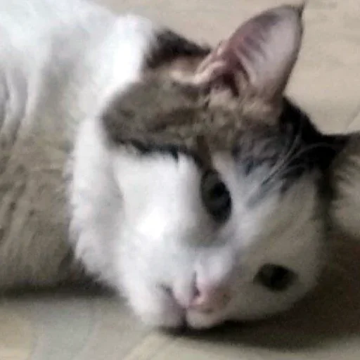 mammal mammal animal cat