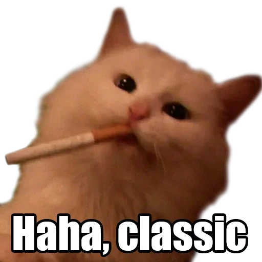 animal small to medium-sized cats domestic cat