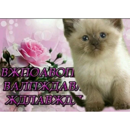 животное животное млекопитающее кошка
