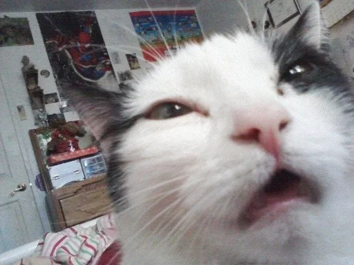 коты флока. :: @fStikBot коты флока. :: @fStikBot - mammal