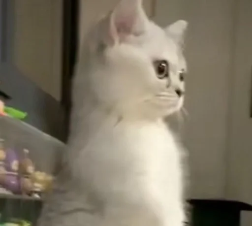 animal animal mammal cat