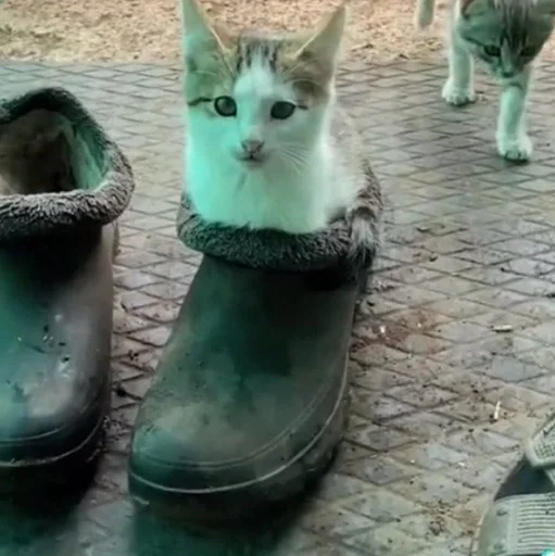small to medium-sized cats small to medium-sized cats ground domestic cat
