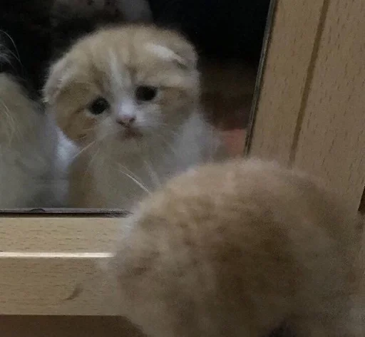 animal animal cat mammal