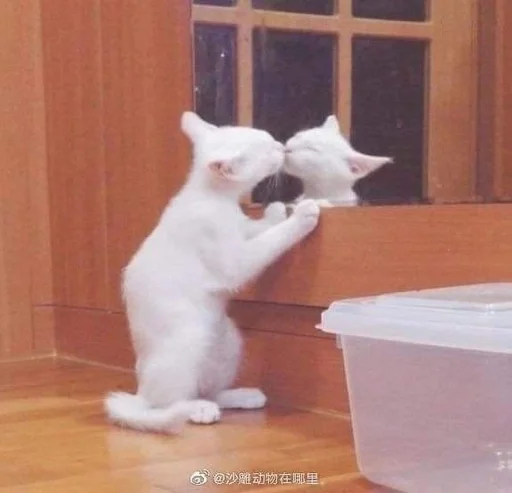 small to medium-sized cats small to medium-sized cats felidae mammal