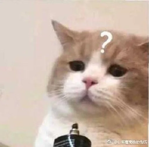 mammal mammal animal cat