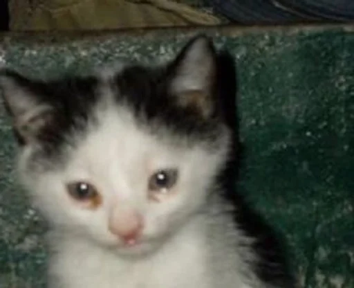 mammal mammal animal domestic cat