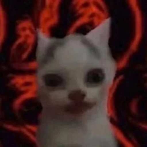animal animal mammal domestic cat