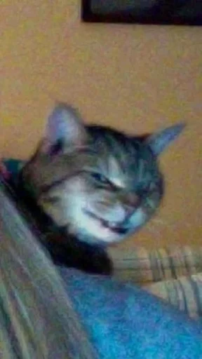 cat cat mammal animal