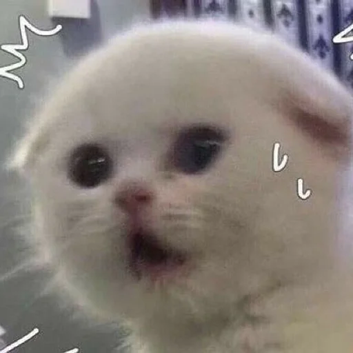 mammal mammal animal text