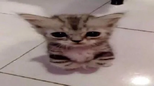 mammal cat animal