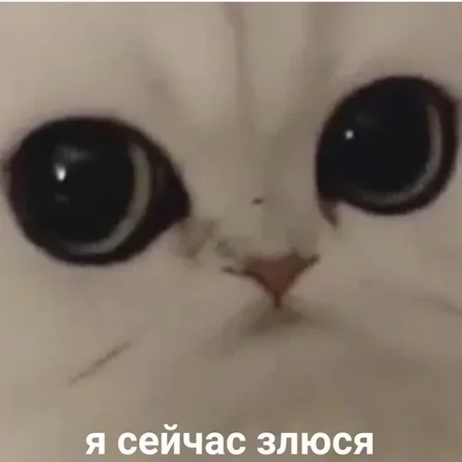ΠΊΠΎΡΠΊΠ° ΠΊΠΎΡΠΊΠ° ΠΆΠΈΠ²ΠΎΡΠ½ΠΎΠ΅ ΠΊΠΎΡΠΊΠΈ ΠΌΠ°Π»ΠΎΠ³ΠΎ ΠΈ ΡΡΠ΅Π΄Π½Π΅Π³ΠΎ ΡΠ°Π·ΠΌΠ΅ΡΠ°