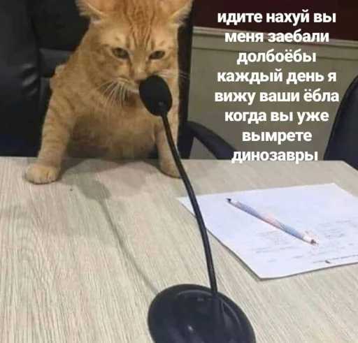 СМС СМС кошка комнатный