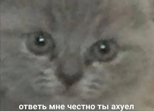 животное животное млекопитающее кошка
