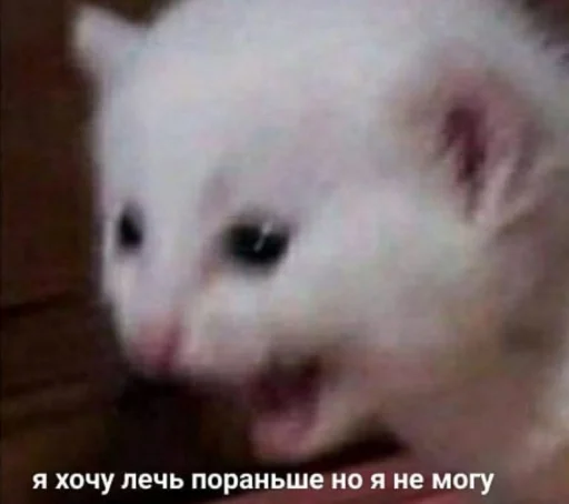 млекопитающее млекопитающее животное рыло