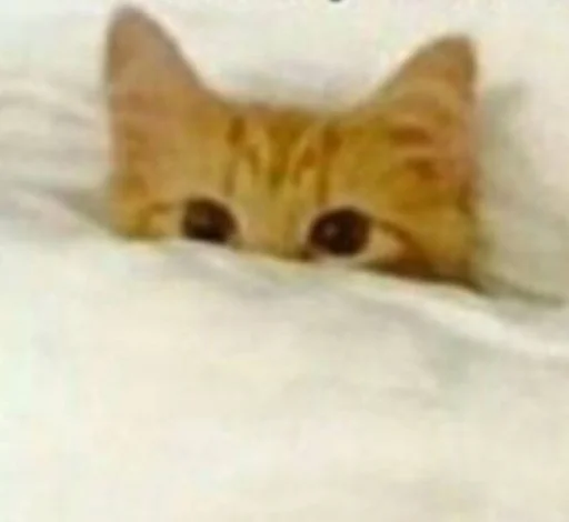 кошка кошка животное млекопитающее