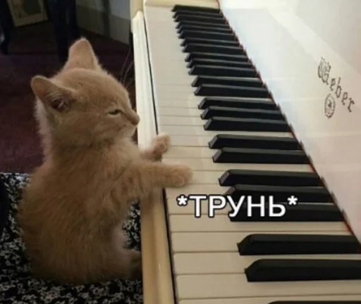 пианино пианино кошка клавиатура