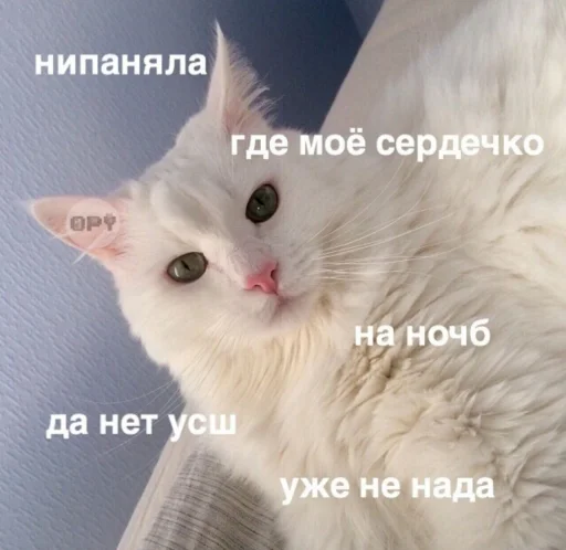животное животное млекопитающее кошка