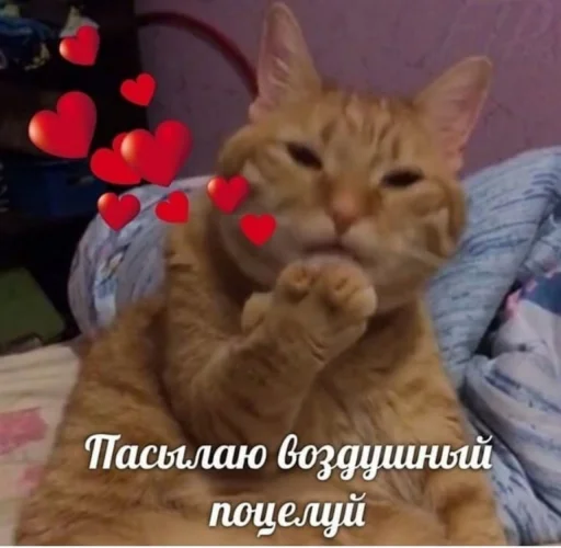 млекопитающее млекопитающее кошка животное