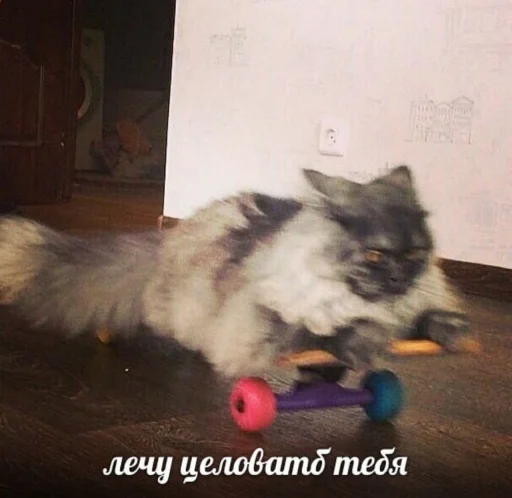 животное животное домашнее животное млекопитающее