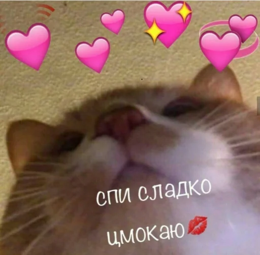 СМС СМС млекопитающее домашняя кошка