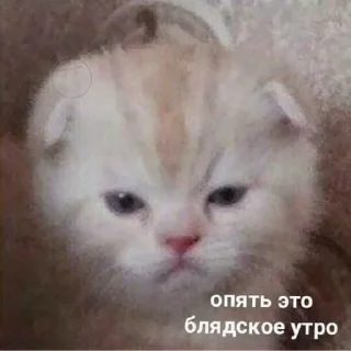 Кися Кися - млекопитающее