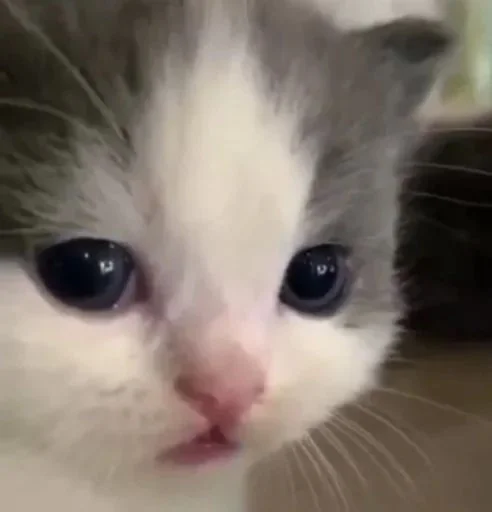 kittykittykitty :: @fStikBot kittykittykitty :: @fStikBot - small to medium-sized cats
