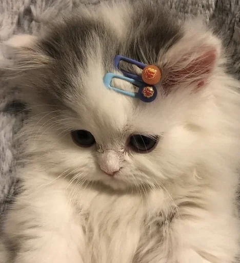 animal animal mammal cat