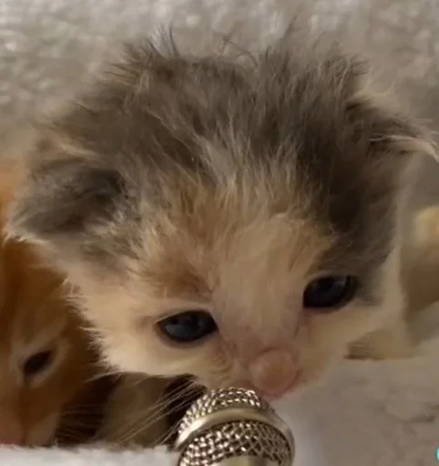 mammal mammal kitten felidae