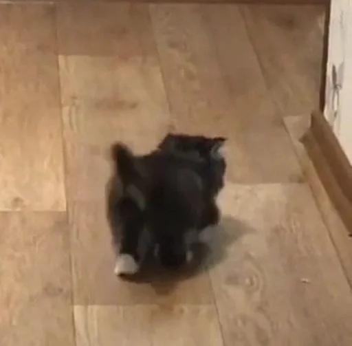 indoor indoor flooring cat