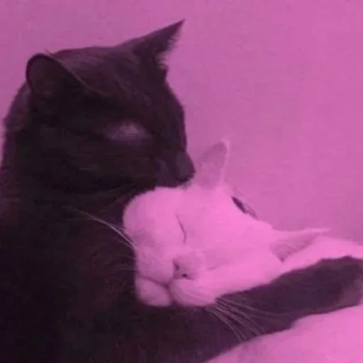 animal animal mammal small to medium-sized cats