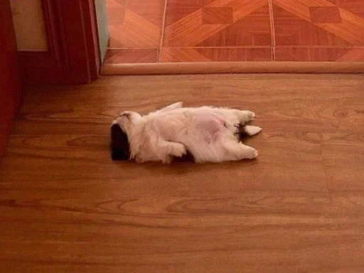 indoor indoor floor flooring