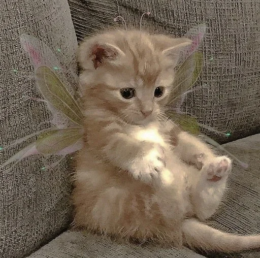 animal animal mammal cat