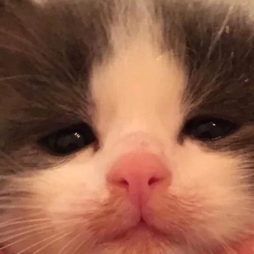 mammal mammal animal cat