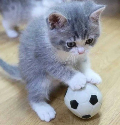 kitten kitten animal small to medium-sized cats