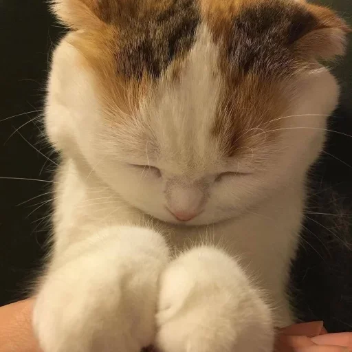 mammal mammal animal cat