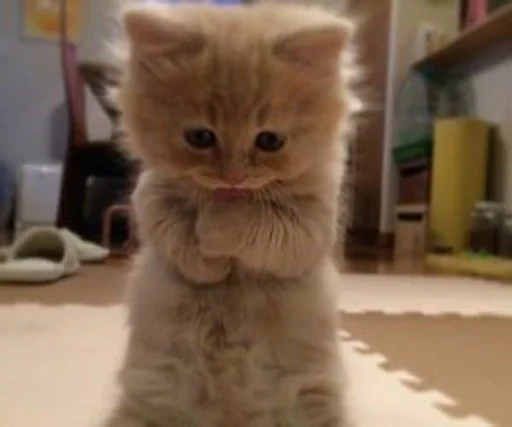 mammal mammal animal cat
